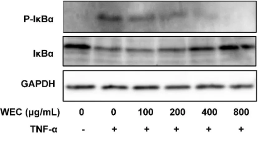 図 2-5. TNF-α が誘導する IκB のリン酸化と分解に対するウコン熱水エキス（WEC）の影響  HUVEC をウコン熱水エキス（ WEC ）で 18 時間前処理し、続いて 100 ng/mL の TNF-α で 4.5 時間共処理し た後、抗リン酸化 IκB 抗体と抗 IκB 抗体を用いたウェスタンブロット法で、リン酸化した IκB と IκB を測 定した。試験を 2 回行い、結果の妥当性を確認した。