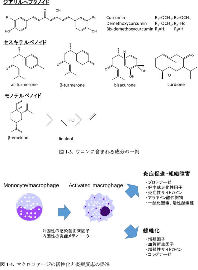 図 1-3.  ウコンに含まれる成分の一例  図 1-4.  マクロファージの活性化と炎症反応の促進  マクロファージは、リポ多糖など外因性の感染菌由来因子や、炎症性サイトカインなど内因性の炎症メデ ィエーターによって活性化され、炎症反応を促進する。HOR1R2OHOOH
