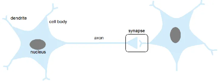 Figure 1-2. Synaptic transmission 