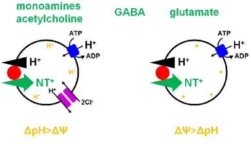 Figure 1-5. Vesicular neurotransmitter uptake (Modified from Edwards, 2007) 