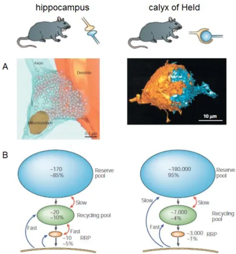 Fig. 1-6. Characteristics of the functional synaptic vesicle pools. (Modified from Rizzoli and Betz, 2005) Left is a typical image of the rat cultured hippocampal synapse, and right is that of the rat calyx of Held  synapse