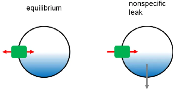 Fig 1-7. Leakage at equilibrium (Modified from Edwards, 2007)   