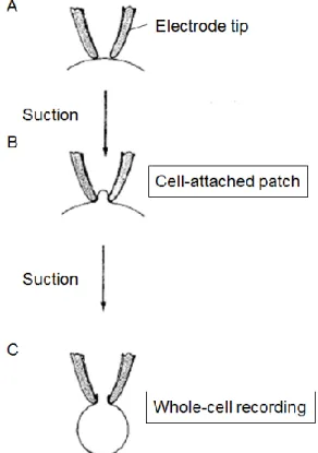 Figure 2-2. Patch clamp recording 