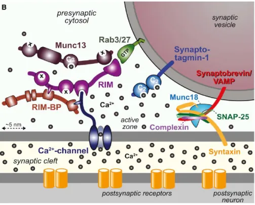 Figure 1-3 Molecular organization of the presynaptic release machinery. 