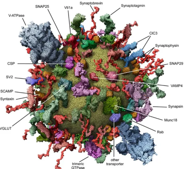 Figure 1-4 A molecular model of an average synaptic vesicle. 