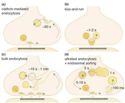 Figure 1-5 Four proposed modes of SV endocytosis at synapses. 