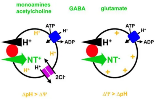 Figure 1-6 Vesicular neurotransmitter uptake. 