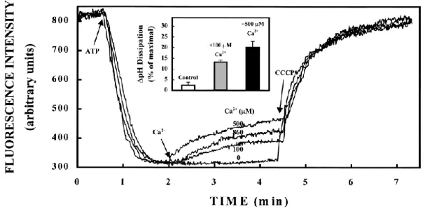 Figure 1-8 Effects of Ca 2+  uptake on ΔpH of isolated SVs at pH 8.5. 