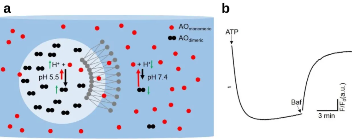 Figure 2-2 The characteristics of acridine orange and its response to acidification. 