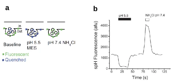 Figure 2-3 The synapto-pHluorin (spH) assay. 