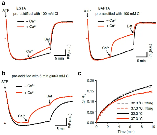 Figure 3-1 Ca 2+ /H +  exchange activity attenuates  Δ pH in synaptic vesicles at neutral pH