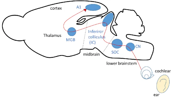 Figure 1. Schematic drawing of ascending auditory pathway in the rats. 