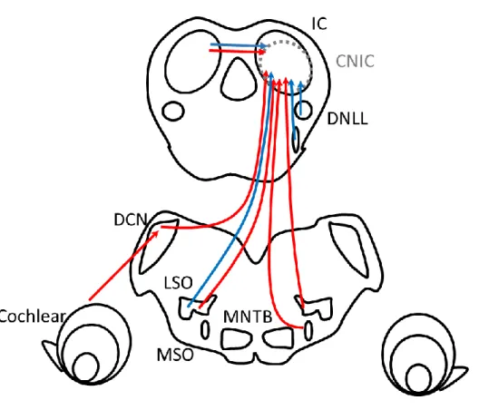 Figure 2. Schematic drawings of ascending auditory pathways of the mammalian midbrain inferior colliculus