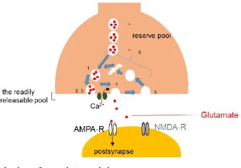 Figure 3. Basic mechanisms of synaptic transmission 