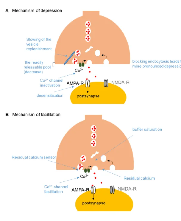 Figure 4. The factors relevant to short-term plasticity 