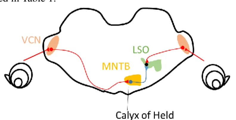 Figure 5. The calyx of Held is a giant glutamatergic synapse.   