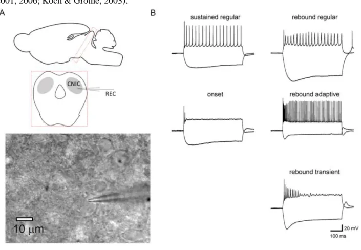 Figure 6. Whole-cell patch clamp recording 