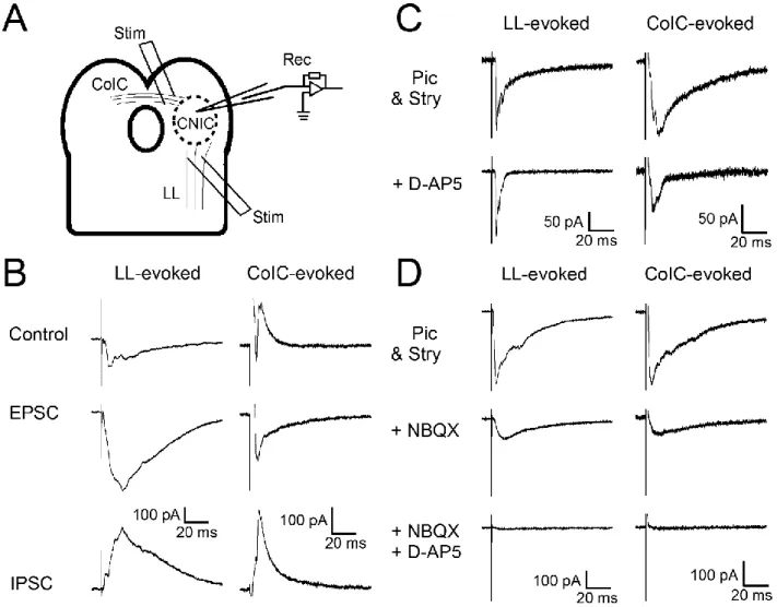 Figure  8.  Lateral  lemniscus  (LL)-  and  commissure  of  the  inferior  colliculus  (CoIC)-evoked  postsynaptic  currents (PSCs) have excitatory and inhibitory components