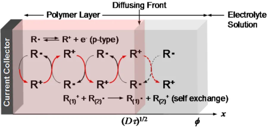 Figure 1.2.4 Positive charge propagation during the oxidation of p-type radical polymers confined at a current collector surface and equilibrated in electrolyte solutions, showing the direction of the charge transport in the slab of the polymer.