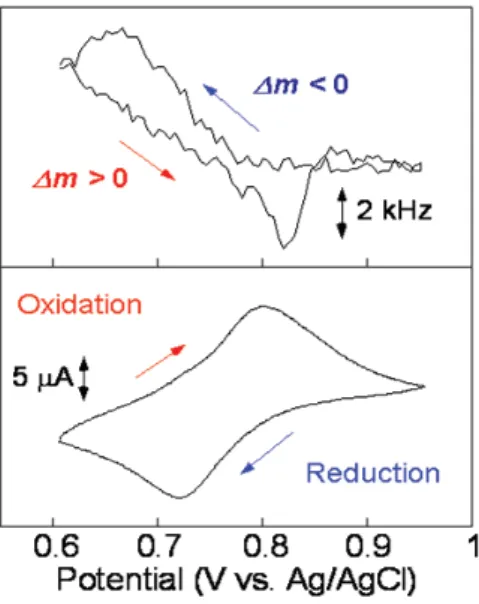 Figure 2.3.2 Cyclic voltammograms and EQCM of PTMA in water/MeCN = 1/1 (v/v) with 0.1 M LiPF 6 .