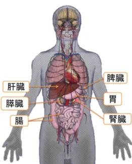 Table 2.6  The main organs in abdominal area
