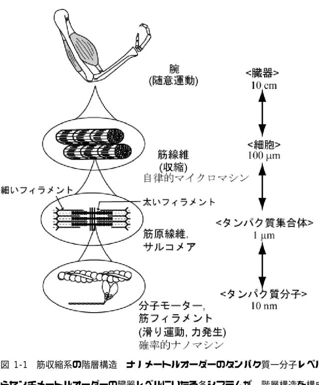 図 1-1  筋収縮系の階層構造  ナノメートルオーダーのタンパク質一分子レベルか らセンチメートルオーダーの臓器レベルにいたる各システムが、階層構造を構成し ている。この階層構造は横紋筋（骨格筋・心筋）に共通している。