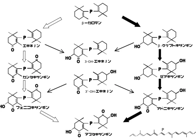 図 22 緑藻類ヘマトコッカス藻におけるβ-カロテン 酸化経路 （Misawa et al. 1999）PPPPPPPPOOOOOHOHOHOHPPPPOOOOO O O OOHOHOHOHHOHOHOHOPPPPOOOOPPPPOOOOO O O OPPPPOOOOO O O OHOHOHOHOPPPPOOOHOHOHOOHOPPPPHOHOHOHOPPPPOOOHOHOHOOHO OH OHOHOHPPPPOHOHOHOHHOHOHOHOβーカロテン3-OH-エキネノン3 -OH-エキネノンアスタキサン