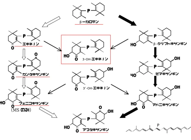 図 29 イモリの推定カロテノイド代謝ルート （β-タイプ） PPPPPPPPOOOO OH OHOHOHPPPPOOOOO O O OOH OHOHOHHOHOHOHOPPPPOOOOPPPPOOOOO O O OPPPPOOOOO O O OHOHOHOHOPPPPOOOHOHOHOOHO PPPPHOHOHOHOPPPPOOOHOHOHOOHO OH OHOHOHPPPPOHOHOHOHHOHOHOHOβーカロテン3-OH-エキネノン3 -OH-エキネノンアスタキサンチンエキネノンカンタキサンチン’ 