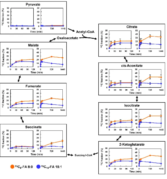 図 3-6.   13 C 8 -FA 8:0 または 13 C 18 -FA 18:1 で処理した AML12 細胞中のクエン酸回路中 間体とピルビン酸の標識化率の経時変化  (n = 4)  標識化率は平均値    標準偏差で示した．  今回の結果は，FA 8:0 由来の炭素が FA 18:1 由来の炭素よりもクエン酸回路に流れ ていることを示し，細胞への FA 8:0 処理がクエン酸回路の活性化に寄与していること を示唆している．   13 C 8 -FA 8:0 で処理した細胞内の Pyr の標識