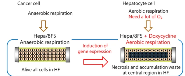 Fig. 3-7 Schematic illustration of the environmental changes of Hepa/8F5 cells inside the  hollow fiber   