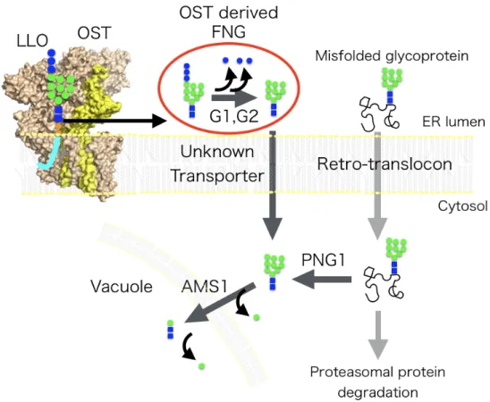 Figure 2. Outline of the FNGs processing pathway in yeast. 