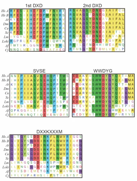Figure 3. Multiple sequence alignments of amino acid sequences of conserved  motifs of STT3 proteins