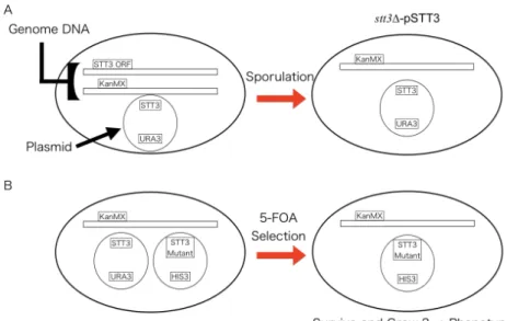 Figure 4. Acquisition of STT3 knockout strain and plasmid shuffling procedure. 