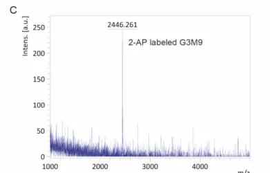 Figure 10. UPLC chromatograms for the FNG generation assay of the purified  OST complexes and mass spectrum (MALDI-TOF) of 2-AP labeled G3M9GlcNac2  oligosaccharide