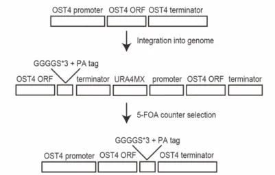 Figure 12. Integration of the PA tag encoding sequence into the yeast genome at  OST4 gene locus