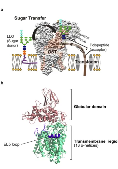 Figure 1-1. N-glycosylation and the crystal structure of AfAglB 
