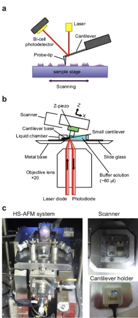 Figure 1-2. High-speed AFM apparatus  (a) Schematic of a tapping mode of AFM.   