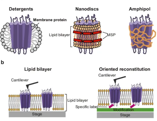 Figure 1-3. Solubilization methods for membrane proteins for structural analyses  (a) Representative solubilization methods of membrane protein