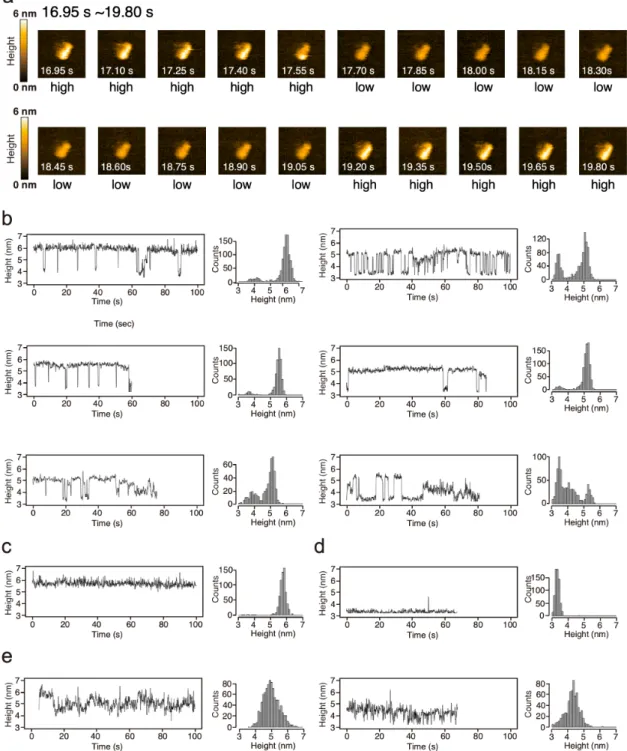 Figure  2-3.  Successive  AFM  images  and  representative  examples  of  the  height  changes  in  the  HS-AFM measurements