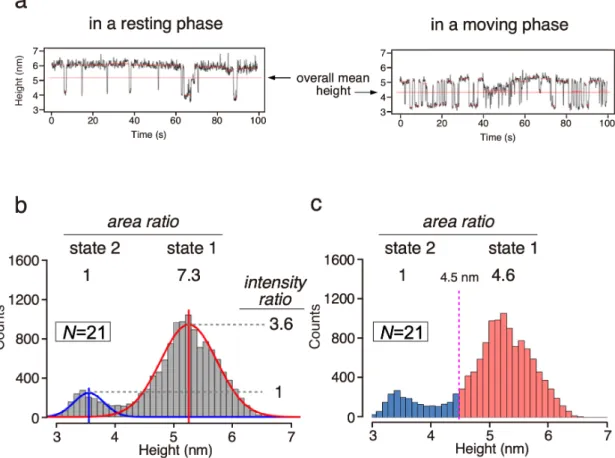 Figure 2-5. Estimation of the abundance ratio of state 1 to state 2 from the height distribution  histogram