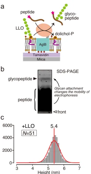 Figure 2-6. Dynamic height analysis of AfAglB molecules embedded in an LLO-containing lipid  bilayer