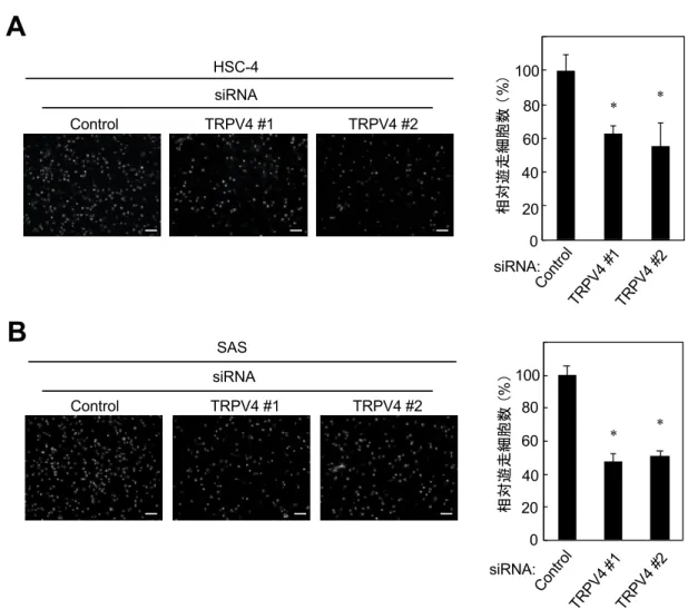 図 6    OSCC 細胞株における TRPV4 機能抑制による細胞遊⾛能の検討 