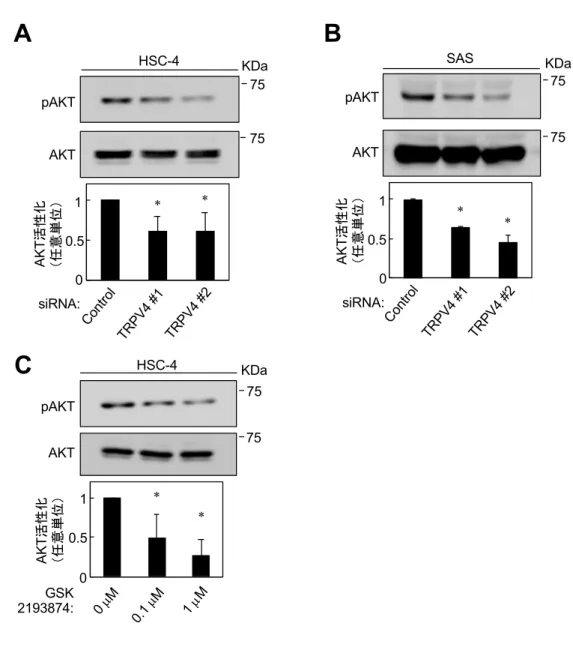 図 8    OSCC 細胞株における TRPV4 機能抑制による AKT 活性化の検討 