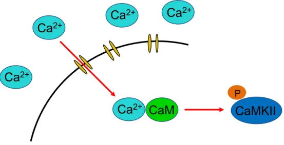 図 9    Ca 2+ /CaM 複合体形成と CaMKII 活性化の模式図 