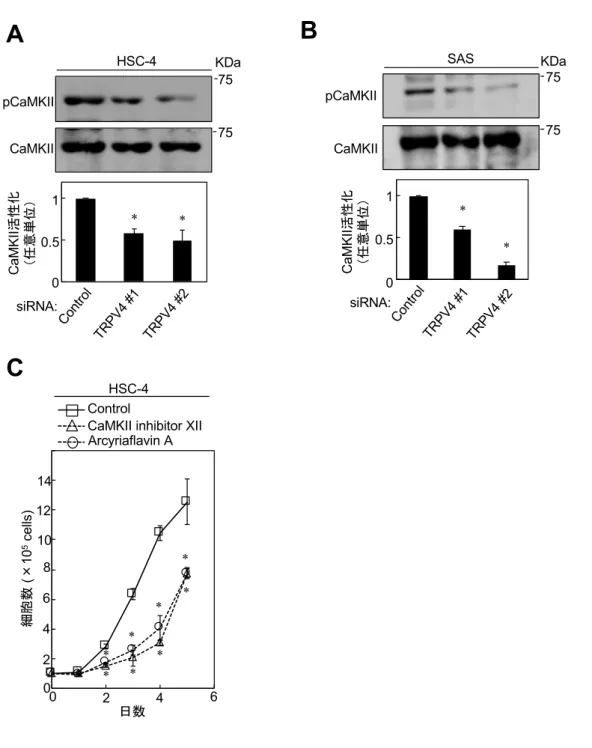 図 10    OSCC 細胞株における TRPV4 機能抑制による CaMKII の活性化と CaMKII 阻害  による細胞増殖能の検討 