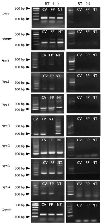 図 7 ． RT-PCR によるマウス味覚器における HA 関連分子 m RNA の発現
