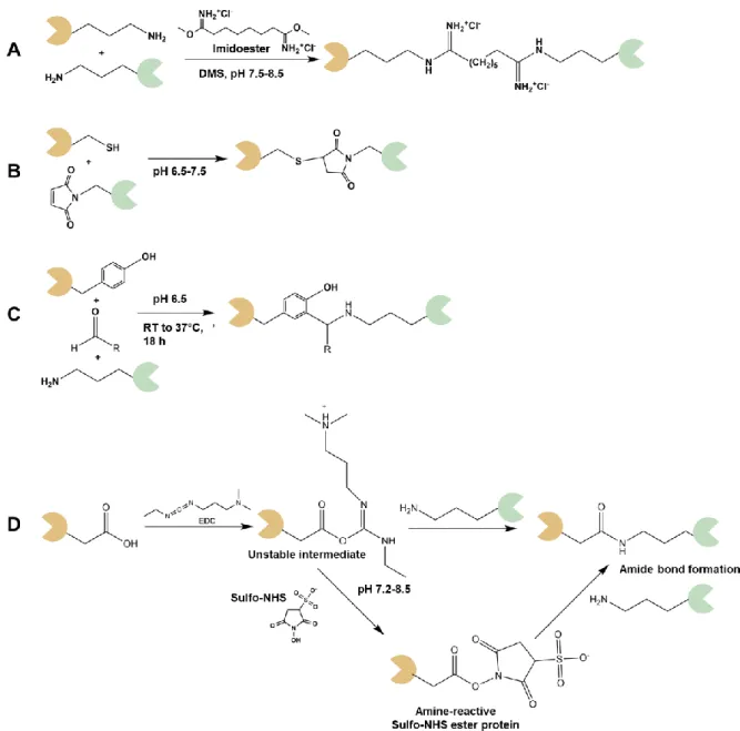 Figure  1.3  Schematic  reaction  of  some  common  chemical  cross-linking  reactions  targeting  some reactive groups