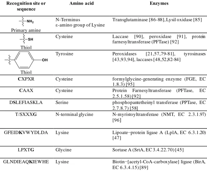 Table 1.4 List of enzymes that used as catalyst in cross-linking reaction. 