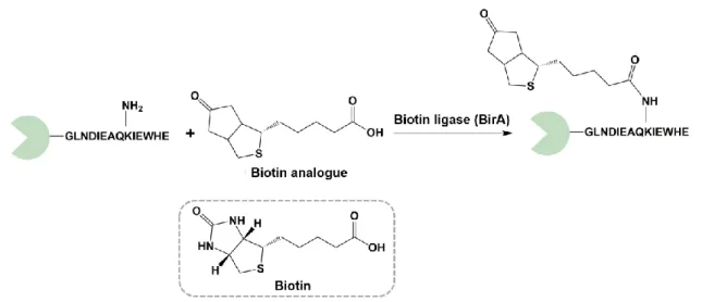 Figure  1.6  The  biotin−ligase  is  a  cofactor  ligase  that  playing  an  essential  role  in  the  biotin  covalent attachment to a lysine within a long peptide sequence tag GLNDIEAQKIEWHE