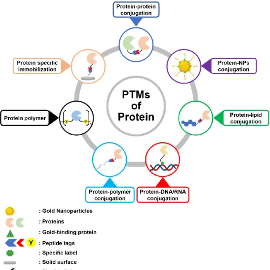 Figure  1.1  A  variety  of  proteinaceous  materials  prepared  through  post-translational  modifications (PTMs)